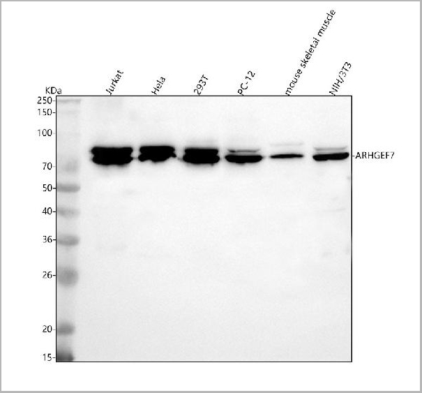 product-image-AAA19780_WB.jpg
