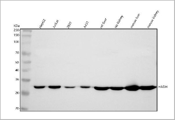 product-image-AAA19796_WB.jpg