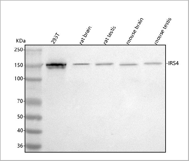 product-image-AAA19820_WB.jpg