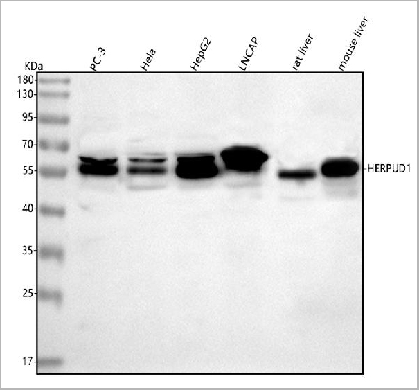 product-image-AAA19826_WB.jpg
