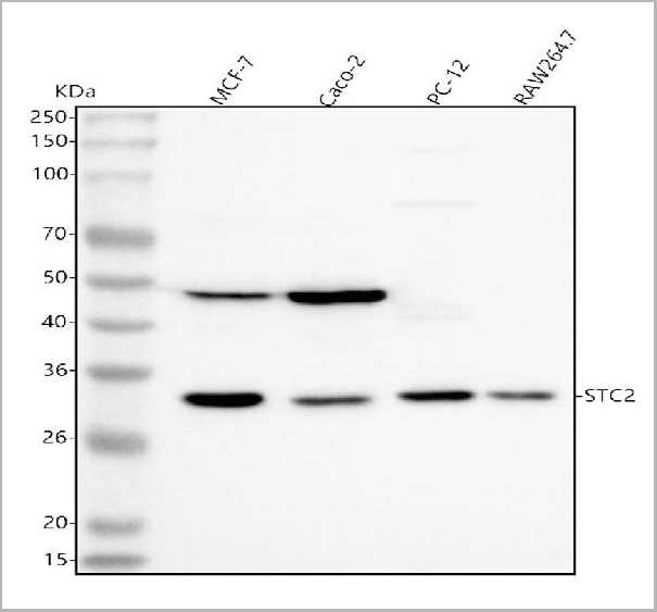 product-image-AAA19831_WB.jpg