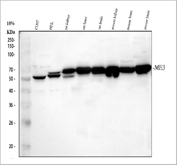 product-image-AAA19835_WB.jpg