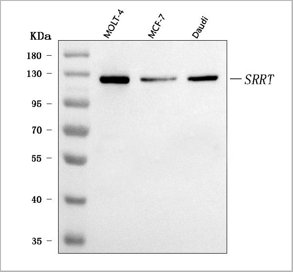 product-image-AAA19845_WB.jpg