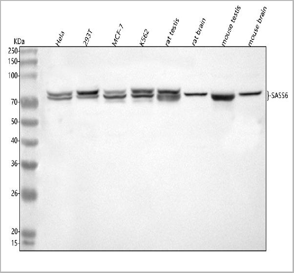 product-image-AAA19852_WB.jpg