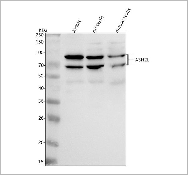 product-image-AAA19861_WB.jpg