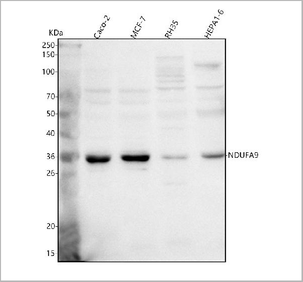 product-image-AAA19886_WB.jpg