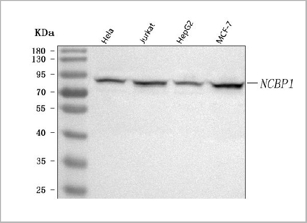 product-image-AAA19887_WB.jpg