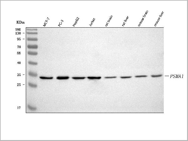 product-image-AAA19890_WB.jpg