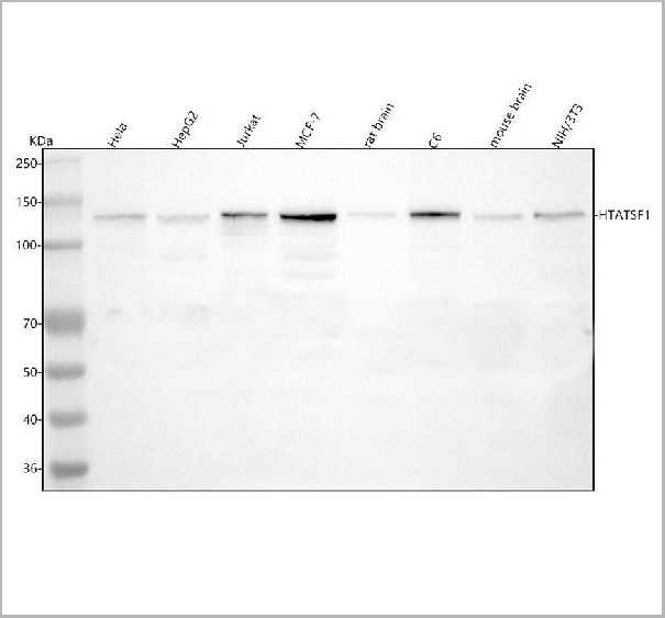 product-image-AAA19895_WB.jpg