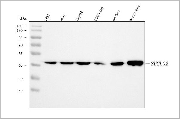 product-image-AAA19901_WB.jpg