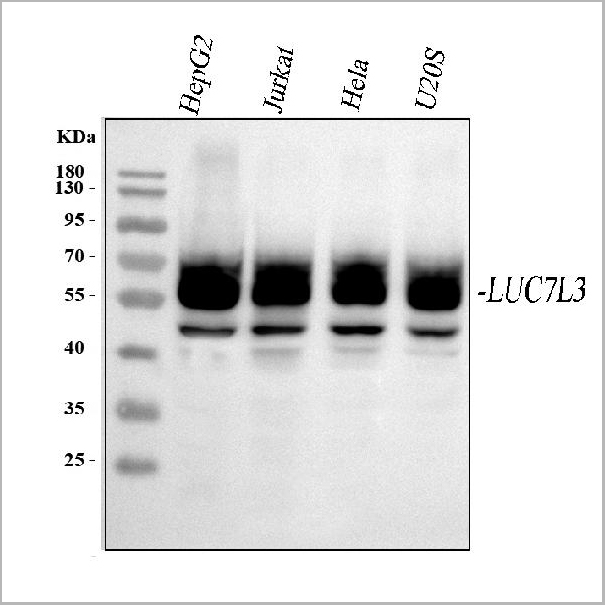 product-image-AAA19906_WB.jpg