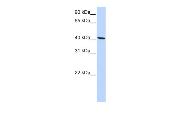product-image-AAA199321_WB13.jpg