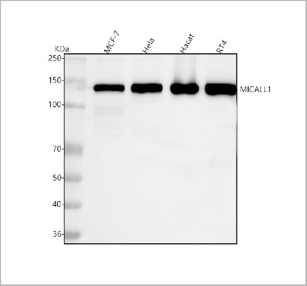 product-image-AAA19933_WB.jpg