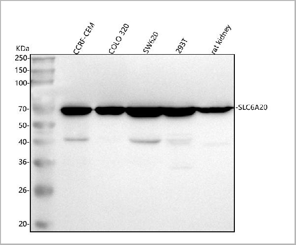 product-image-AAA19934_WB.jpg
