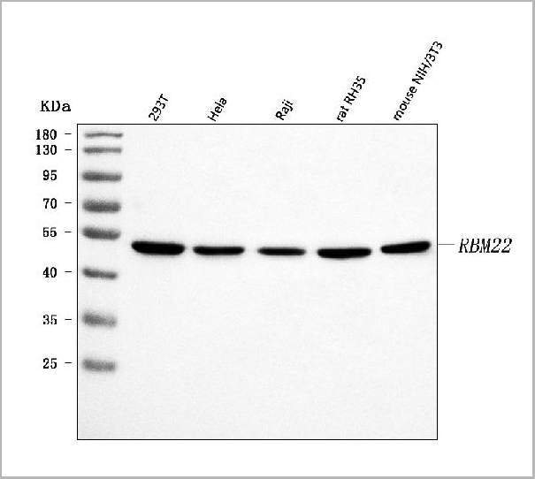 product-image-AAA19942_WB.jpg