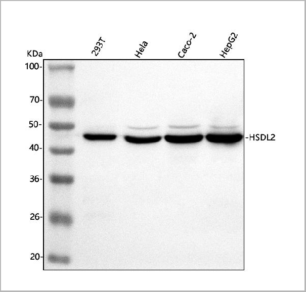 product-image-AAA19958_WB.jpg