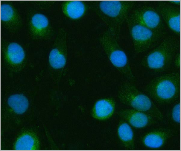 product-image-AAA19959_IF13.jpg