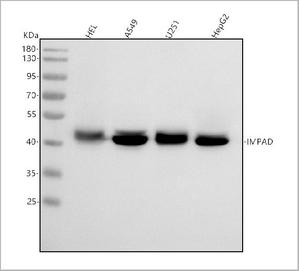 product-image-AAA19959_WB.jpg