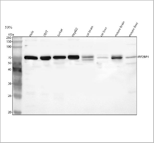 product-image-AAA19961_WB.jpg