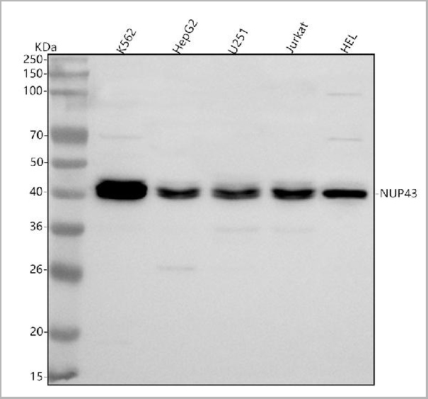 product-image-AAA19968_WB.jpg
