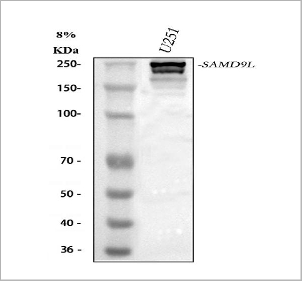 product-image-AAA19973_WB.jpg