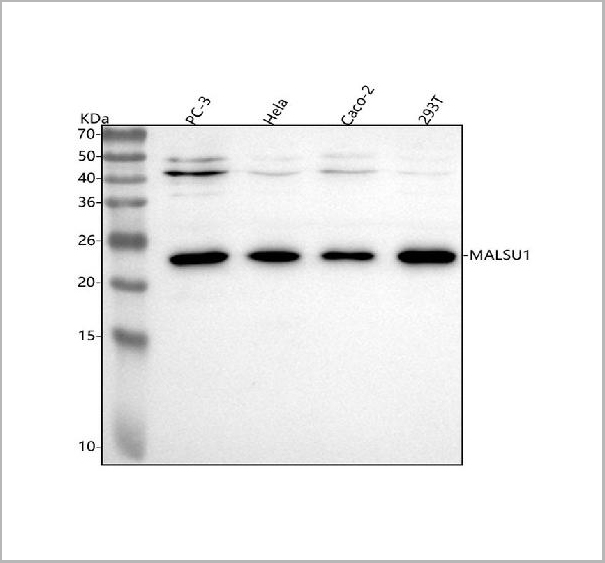product-image-AAA19975_WB.jpg