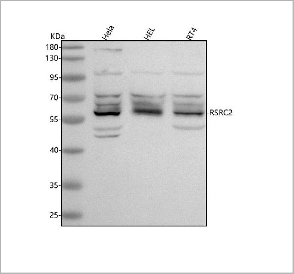 product-image-AAA19986_WB.jpg