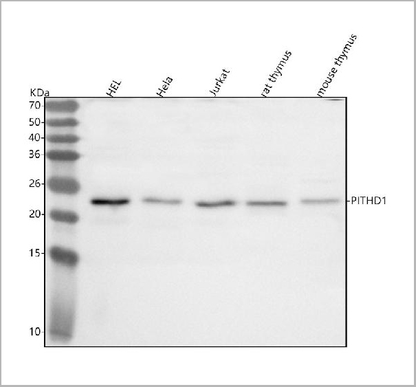 product-image-AAA20003_WB.jpg