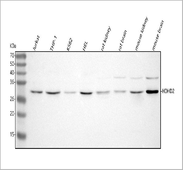 product-image-AAA20005_WB.jpg