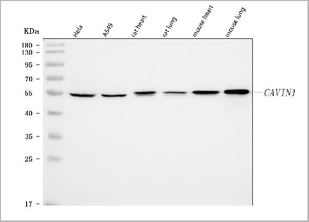 product-image-AAA20011_WB.jpg