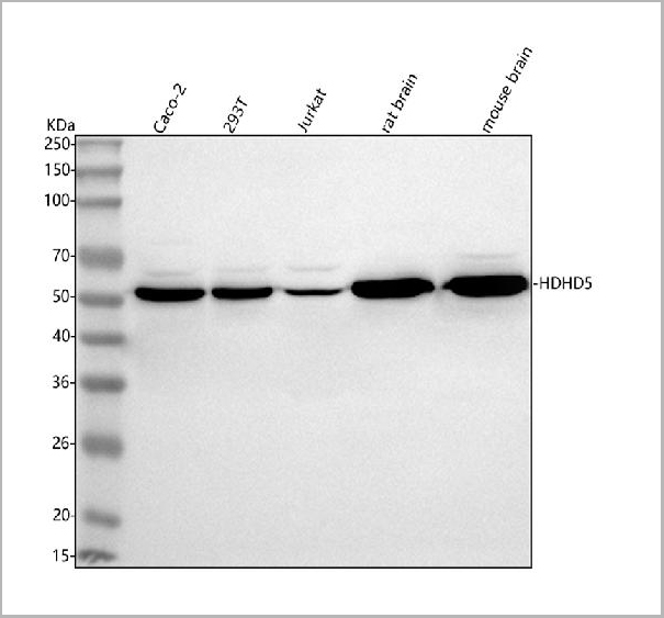 product-image-AAA20013_WB.jpg