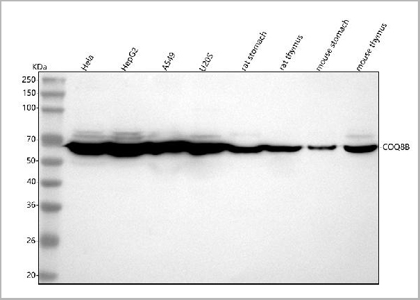 product-image-AAA20014_WB.jpg