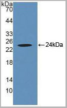 product-image-AAA20071_WB.jpg