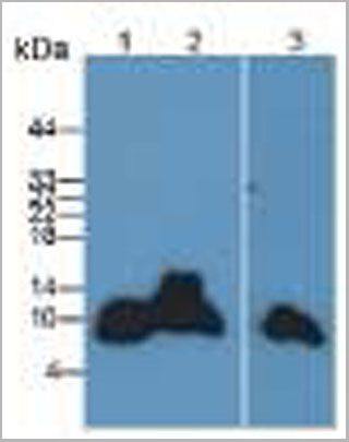 product-image-AAA20073_WB3.jpg