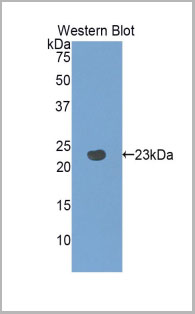 product-image-AAA20074_WB.jpg