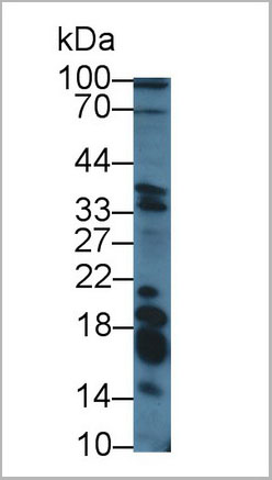 product-image-AAA20076_WB.jpg