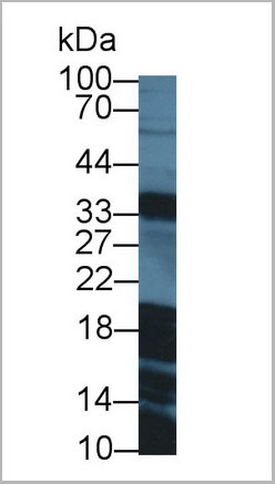product-image-AAA20076_WB2.jpg