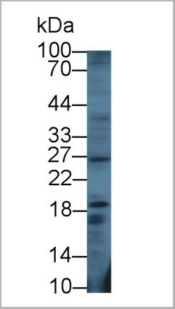product-image-AAA20076_WB3.jpg