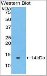 product-image-AAA20076_WB4.jpg