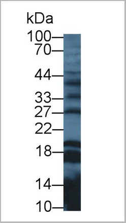product-image-AAA20076_WB5.jpg