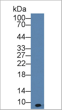 product-image-AAA20077_WB.jpg