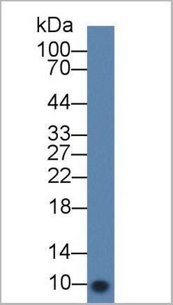 product-image-AAA20077_WB2.jpg