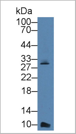 product-image-AAA20077_WB3.jpg