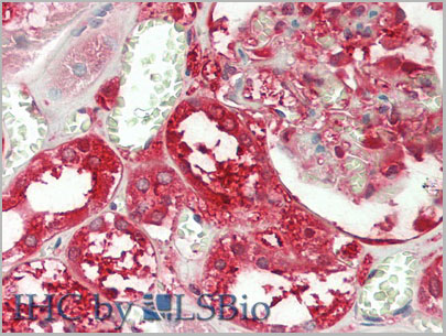 product-image-AAA20078_IHC7.jpg