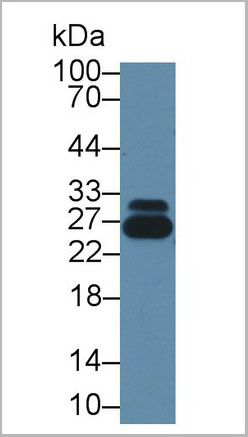 product-image-AAA20078_WB2.jpg