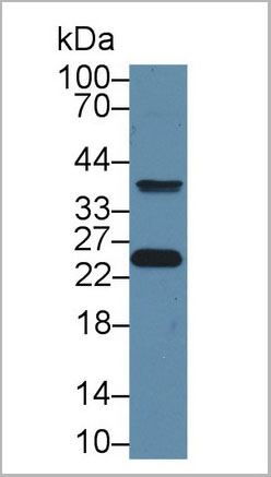 product-image-AAA20078_WB3.jpg