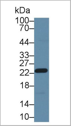 product-image-AAA20078_WB4.jpg