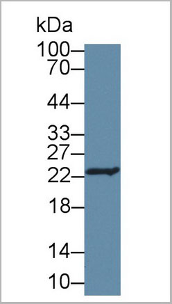 product-image-AAA20078_WB5.jpg
