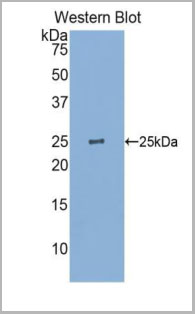 product-image-AAA20078_WB6.jpg