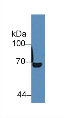 product-image-AAA20080_WB.jpg